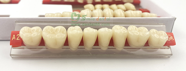 Acrylic Resin Teeth Three-Story